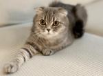 Mia - Scottish Fold Cat For Sale - Inman&comma; SC&comma; US