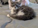Muffins - Maine Coon Kitten For Sale - Freysville&comma; PA&comma; US
