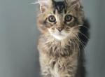Maine Coon Female - Maine Coon Kitten For Sale - 