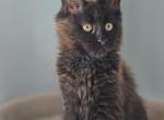 Female Maine Coon - Maine Coon Kitten For Sale - 