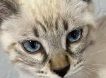 Seal Lynx Deep blue eyes - Bengal Kitten For Sale - Marysville&comma; WA&comma; US