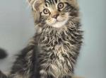 Adorable MaineCoon Male - Maine Coon Kitten For Sale - 