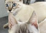 Seal Lynx Deep blue eyes - Bengal Kitten For Sale - 