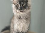 Maine Coon Beautiful Black Smoke male - Maine Coon Kitten For Sale - FL&comma; US