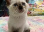 Miss Daisy - Siamese Kitten For Sale - West Branch&comma; MI&comma; US