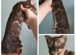 Zora - Bengal Kitten For Sale - NY&comma; US