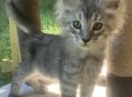 Nimbus - Maine Coon Kitten For Sale - Brave&comma; PA&comma; US