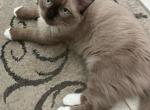 Seal Mink Mitted 5 - Ragdoll Kitten For Sale - Amarillo&comma; TX&comma; US