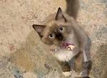Seal Mink Mitted 3 - Ragdoll Kitten For Sale - 
