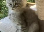 Tempest - Maine Coon Kitten For Sale - Brave&comma; PA&comma; US