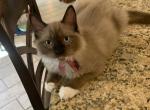 Seal Mink Mitted 2 - Ragdoll Kitten For Sale - 