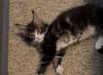 Brown and black and white tabby boy - Maine Coon Kitten For Sale - Littlefield&comma; AZ&comma; US