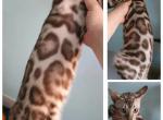 Soren Snow Sepia Bengal - Bengal Kitten For Sale - NY&comma; US