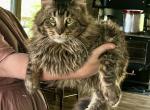 Whiskey - Maine Coon Cat For Sale/Retired Breeding - Brave&comma; PA&comma; US