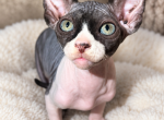 Jinx - Sphynx Kitten For Sale - Charleston&comma; WV&comma; US