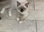Minkas Kitten Chocolate point mitted - Ragdoll Kitten For Sale - Amarillo&comma; TX&comma; US