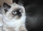 Archie - Ragdoll Kitten For Sale - Monroe&comma; NC&comma; US