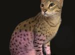 Savannah intact female - Savannah Cat For Sale - 