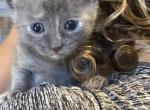 Luna - Domestic Kitten For Sale - 