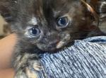 Poise - Domestic Kitten For Sale - Farmington&comma; CT&comma; US