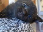 Bean - Domestic Kitten For Sale - 