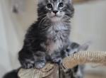 Maine Coon Black Silver male - Maine Coon Kitten For Sale - FL&comma; US