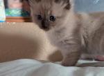 Elliot Sepia Mink - Ragdoll Kitten For Sale - 