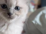 Evan Blue - Ragdoll Kitten For Sale - Fountain&comma; CO&comma; US
