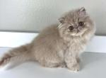 Alfredo - Persian Kitten For Sale - Willis&comma; TX&comma; US
