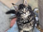 Female Maine Coon - Maine Coon Kitten For Sale - 