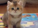Rita - British Shorthair Kitten For Sale - New York&comma; NY&comma; US
