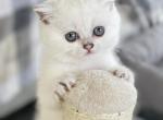 Scottish girl white blue eyes - Scottish Straight Kitten For Adoption - Minneapolis&comma; MN&comma; US