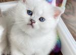 Scottish straight male white - Scottish Straight Kitten For Sale - Minneapolis&comma; MN&comma; US