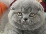 Monica - Scottish Fold Kitten For Sale - Brooklyn&comma; NY&comma; US