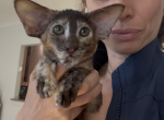 Sweetheart - Oriental Kitten For Sale - Brooklyn&comma; NY&comma; US