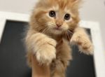 Mainecoon ragdoll babies - Maine Coon Kitten For Sale - Peabody&comma; MA&comma; US