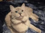 Sage - Ragdoll Kitten For Sale - Mount Joy&comma; PA&comma; US