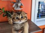 Eclair - Scottish Fold Kitten For Sale - Levittown&comma; PA&comma; US