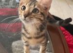 NA - Bengal Kitten For Sale - Houston&comma; TX&comma; US