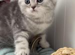 Derek - Scottish Fold Kitten For Sale - Brooklyn&comma; NY&comma; US