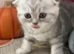 Chika - Scottish Fold Kitten For Sale - Brooklyn&comma; NY&comma; US