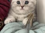 Derek - Scottish Fold Kitten For Sale - Brooklyn&comma; NY&comma; US