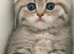 Danny - Scottish Fold Kitten For Sale - Brooklyn&comma; NY&comma; US