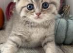 Danny - Scottish Fold Kitten For Sale - Brooklyn&comma; NY&comma; US