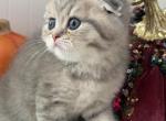 Danny - Scottish Fold Kitten For Sale - Brooklyn&comma; NY&comma; US