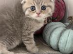 Danny - Scottish Fold Kitten For Sale - Brooklyn&comma; NY&comma; US