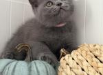 Tessa - British Shorthair Kitten For Sale - Brooklyn&comma; NY&comma; US