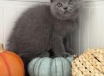 Britney - British Shorthair Kitten For Sale - Brooklyn&comma; NY&comma; US