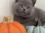 Britney - British Shorthair Kitten For Sale - Brooklyn&comma; NY&comma; US