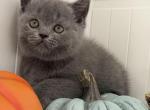 Britney - British Shorthair Kitten For Sale - Brooklyn&comma; NY&comma; US
